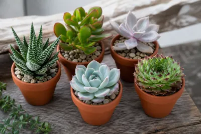 Succulent Collection (5pc)