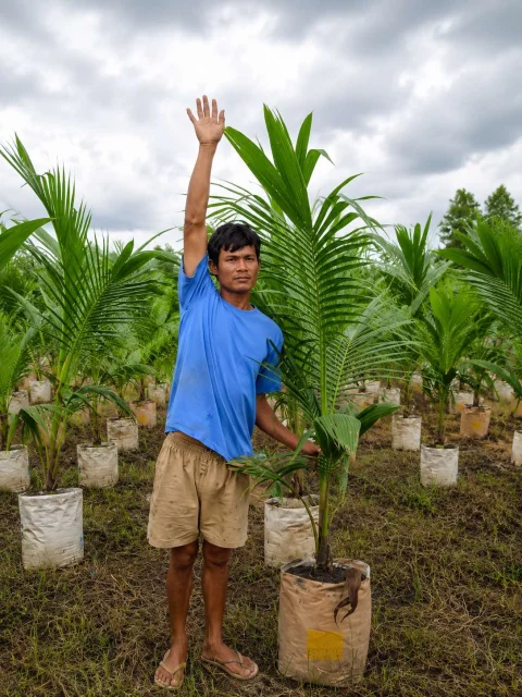 ယိုးဒယား အုန်းချိုမွှေး ( Coconut Palm )